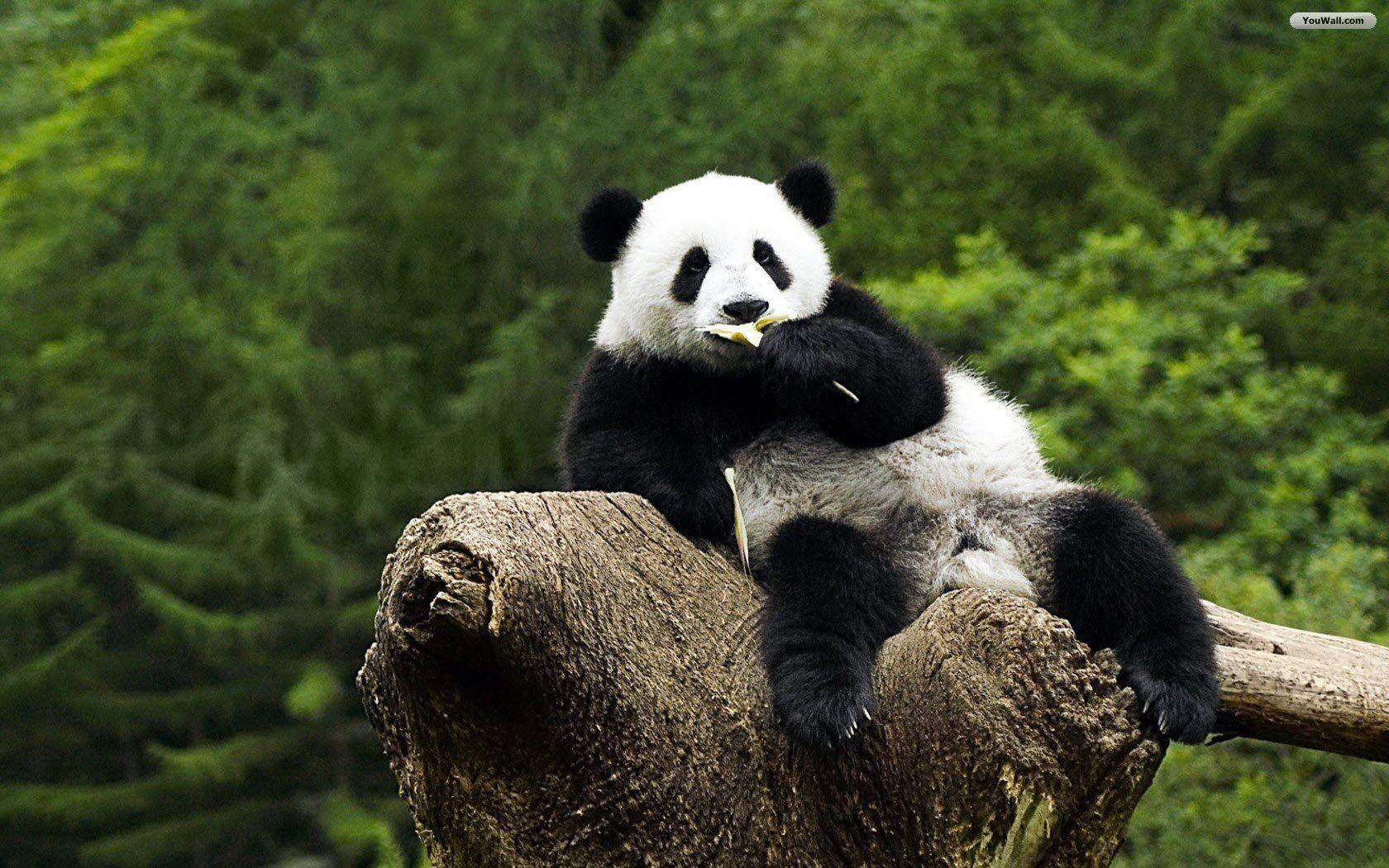 Panda Wallpaper Image & Picture