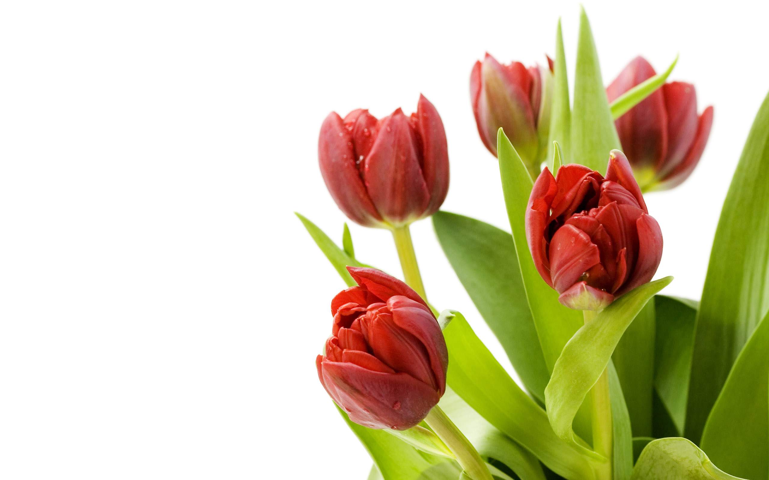 Beautiful Tulip Flowers Picture And Wallpaper9