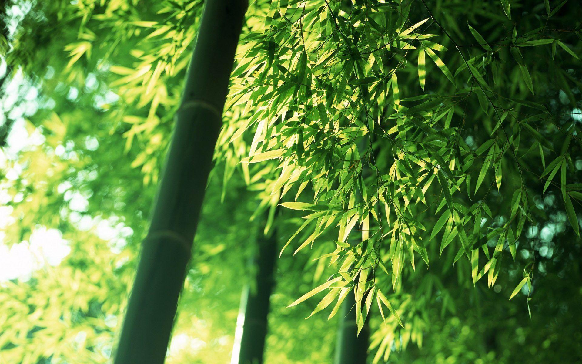 Green bamboo wallpaper Wallpaper Wallpaper 85335