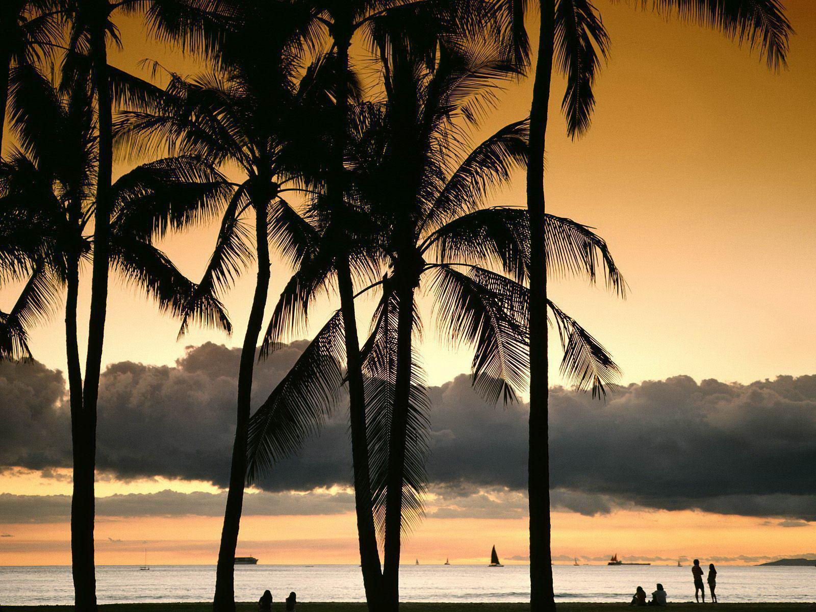 Palm tree at sunset Oahu Hawaii free desktop background