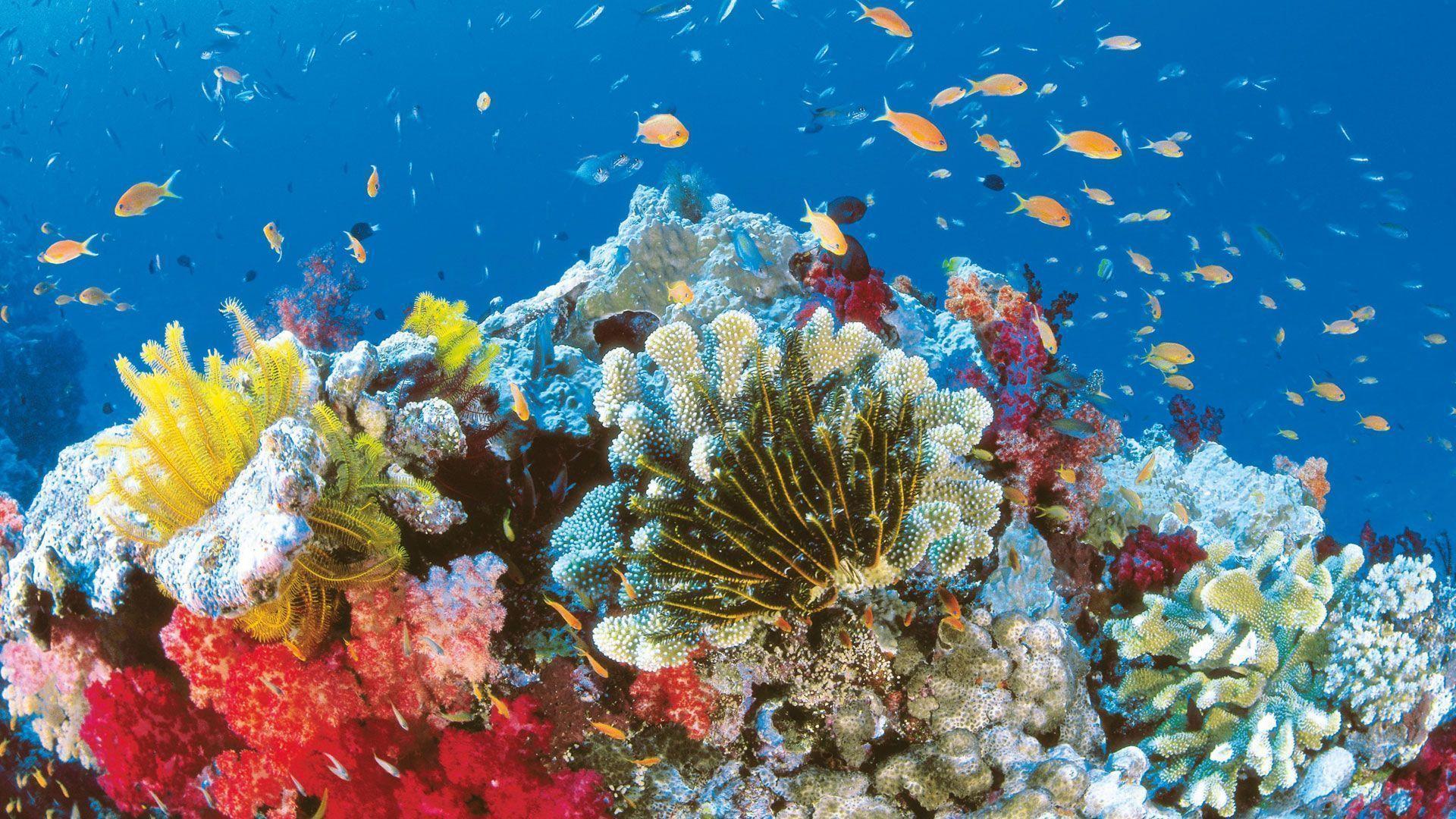 Great Barrier Reef HD Wallpaper