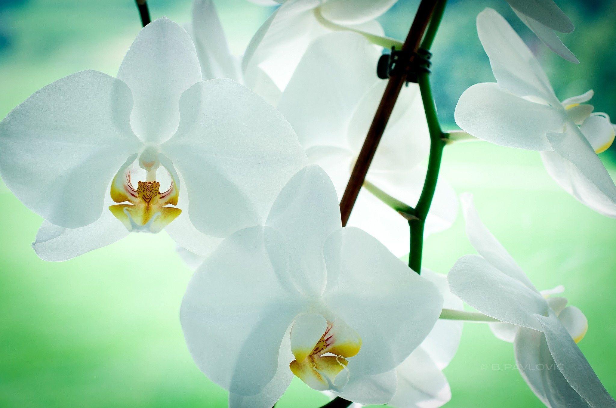 White Orchid Wallpaper Car Picture