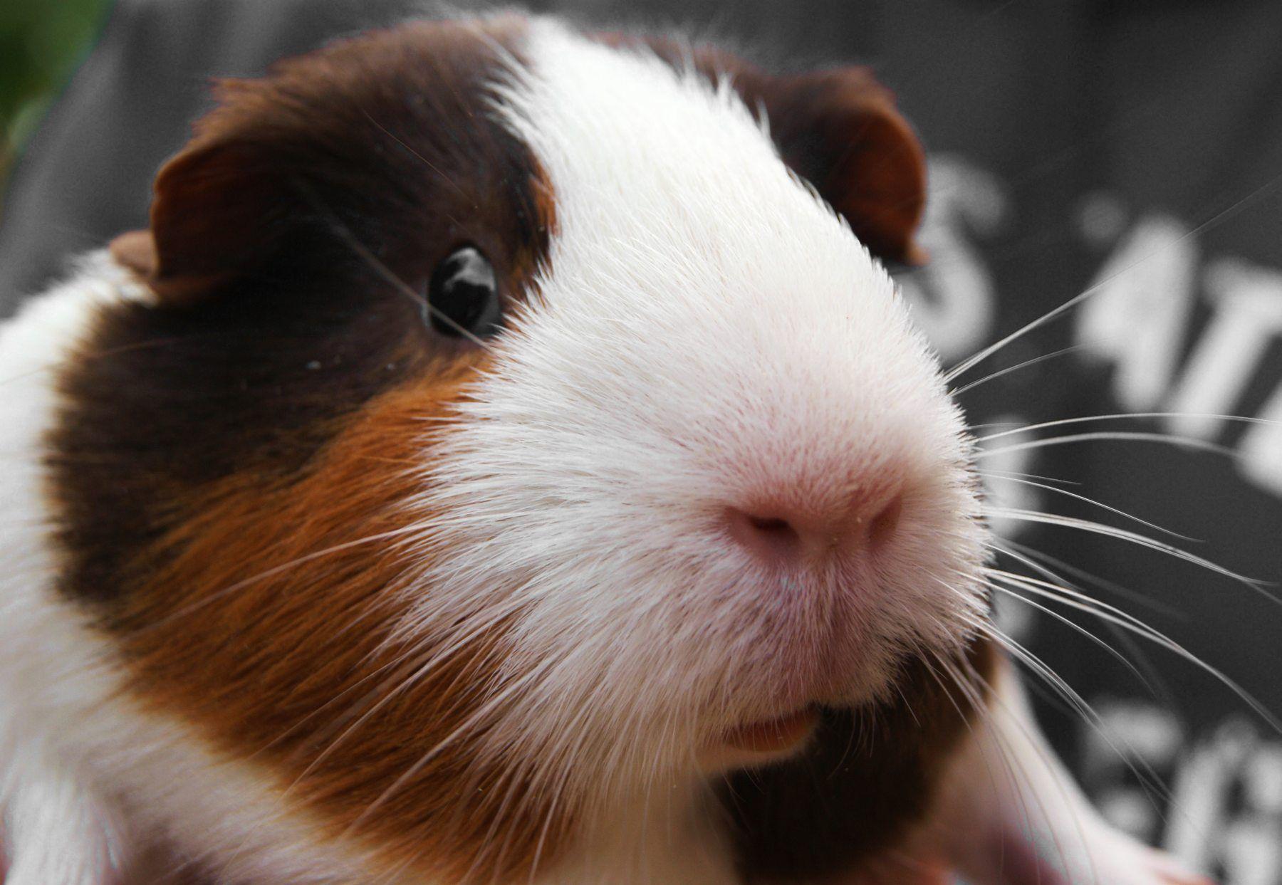 Guinea Pig Wallpapers Wallpaper Cave