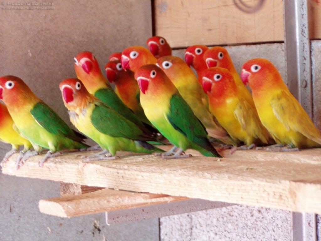Free wallpaper Fischers lovebird parrots parrots wallpaper