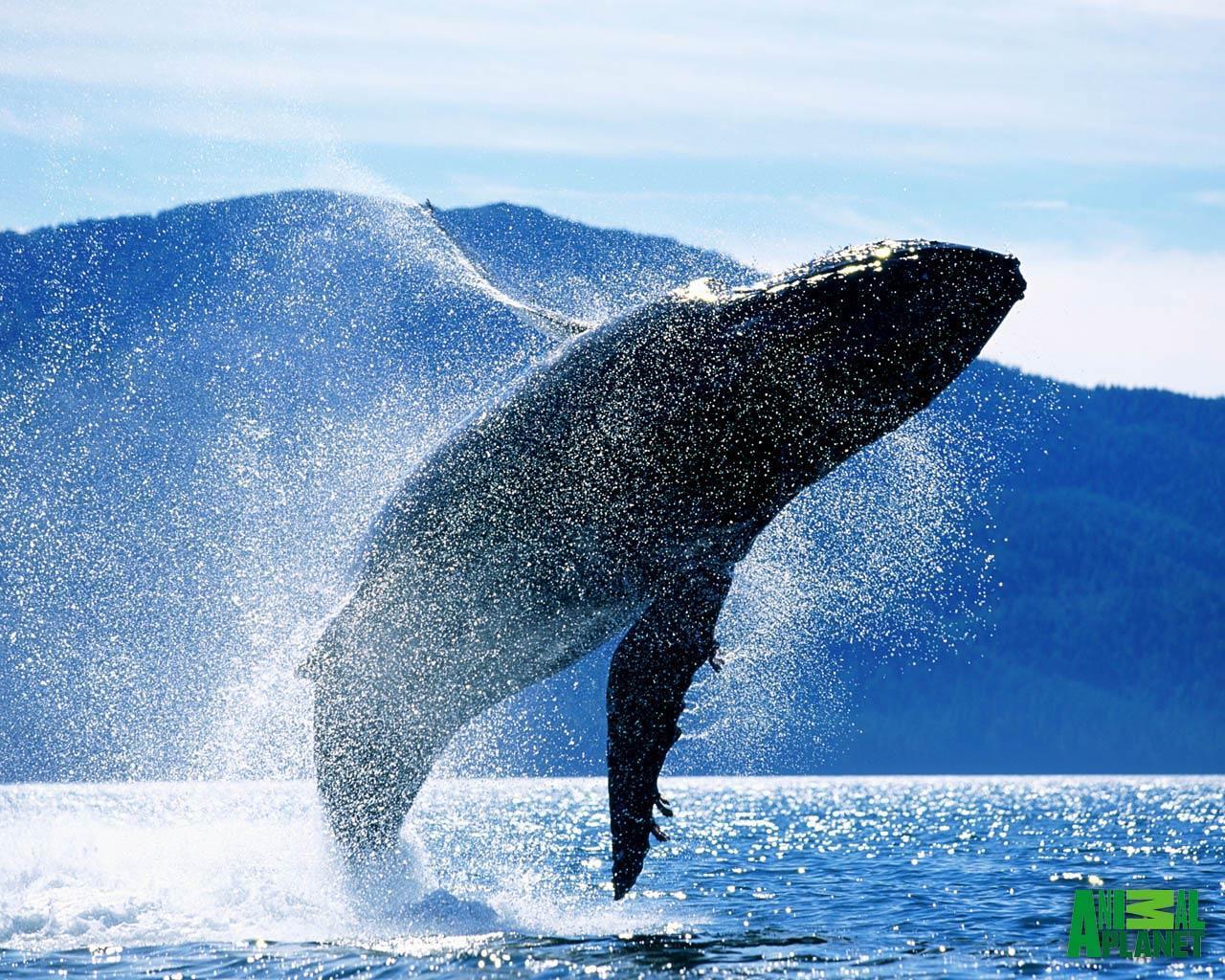 Blue Whales Jumping Out Of Water Wallpaper