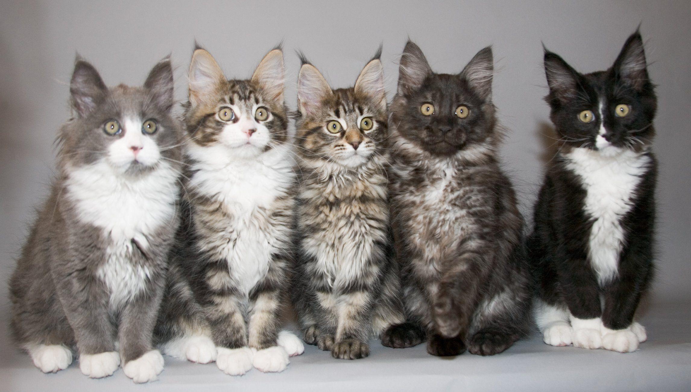 the-enchanting-world-of-maine-coon-cats-huyenhuyen