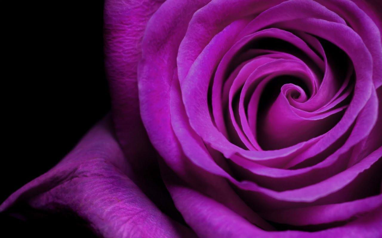 Violet Rose Picture Wallpaper