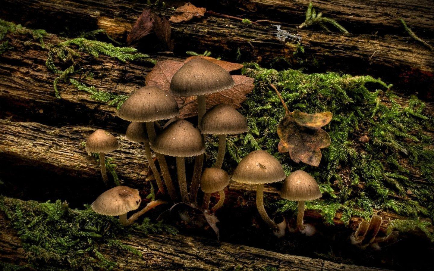 Free HQ Nature Shroom Group Wallpapers