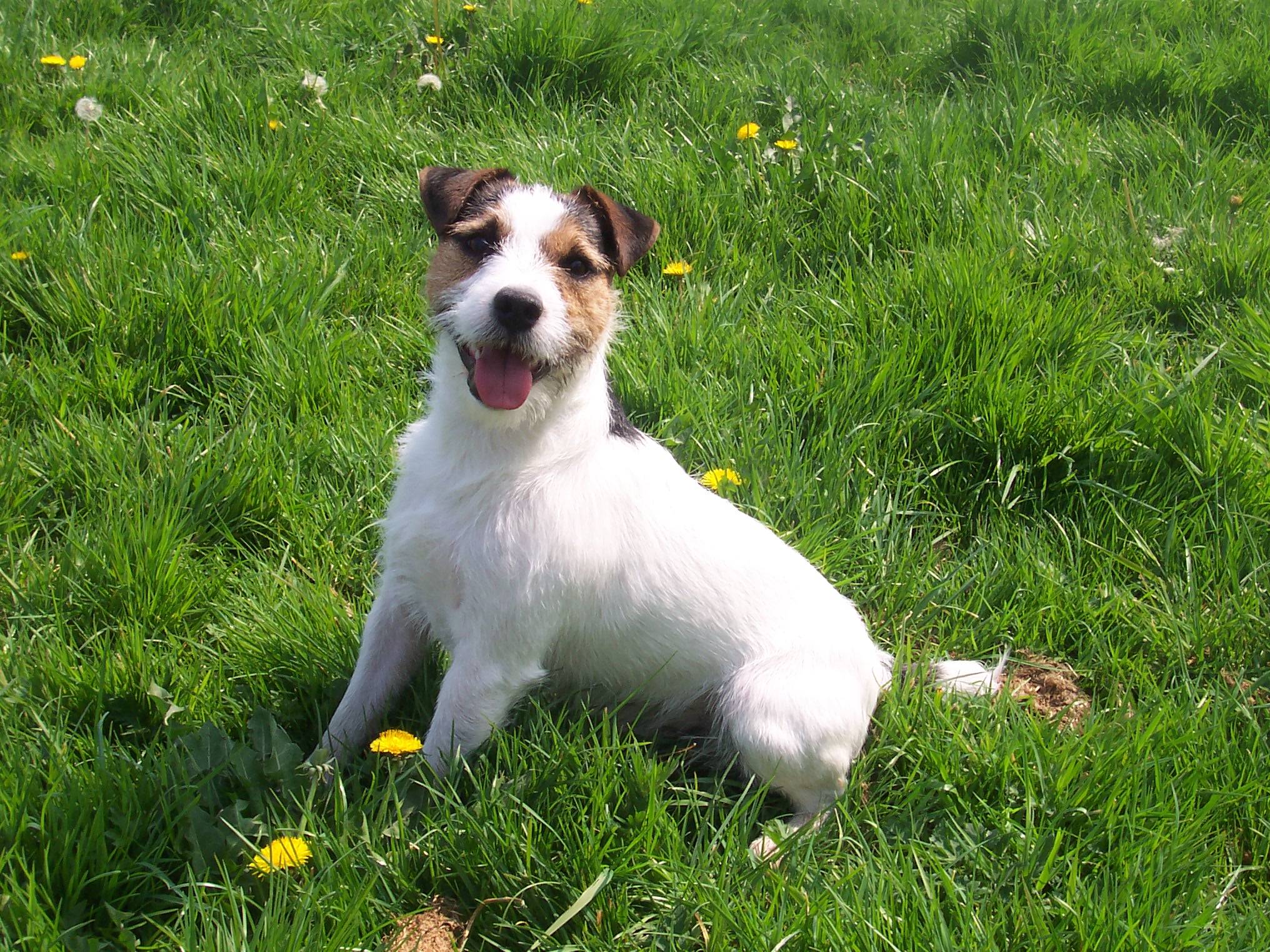 Jack Russell Terrier Everything Best Dogs