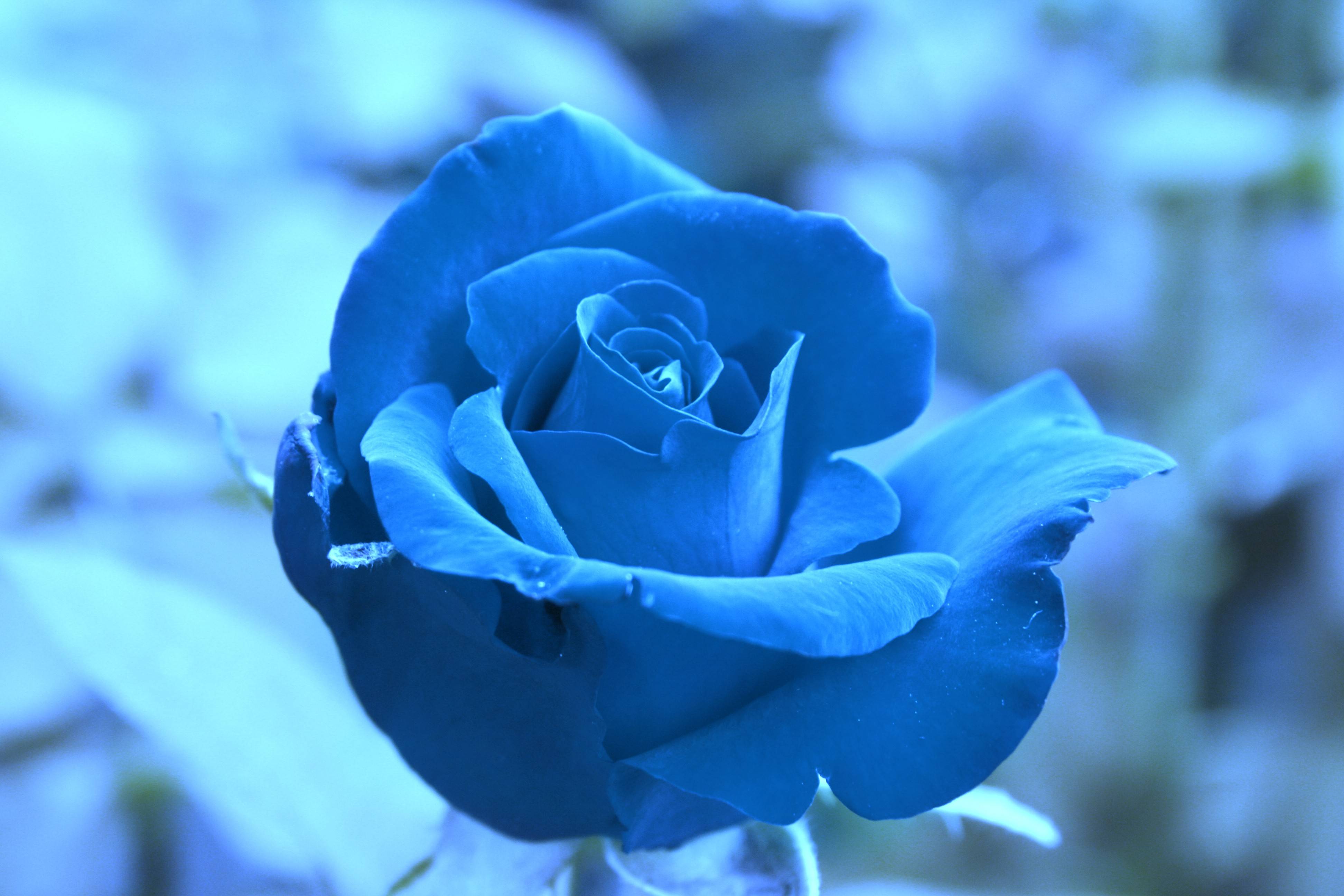 Wallpaper Of Blue Rose Flowers