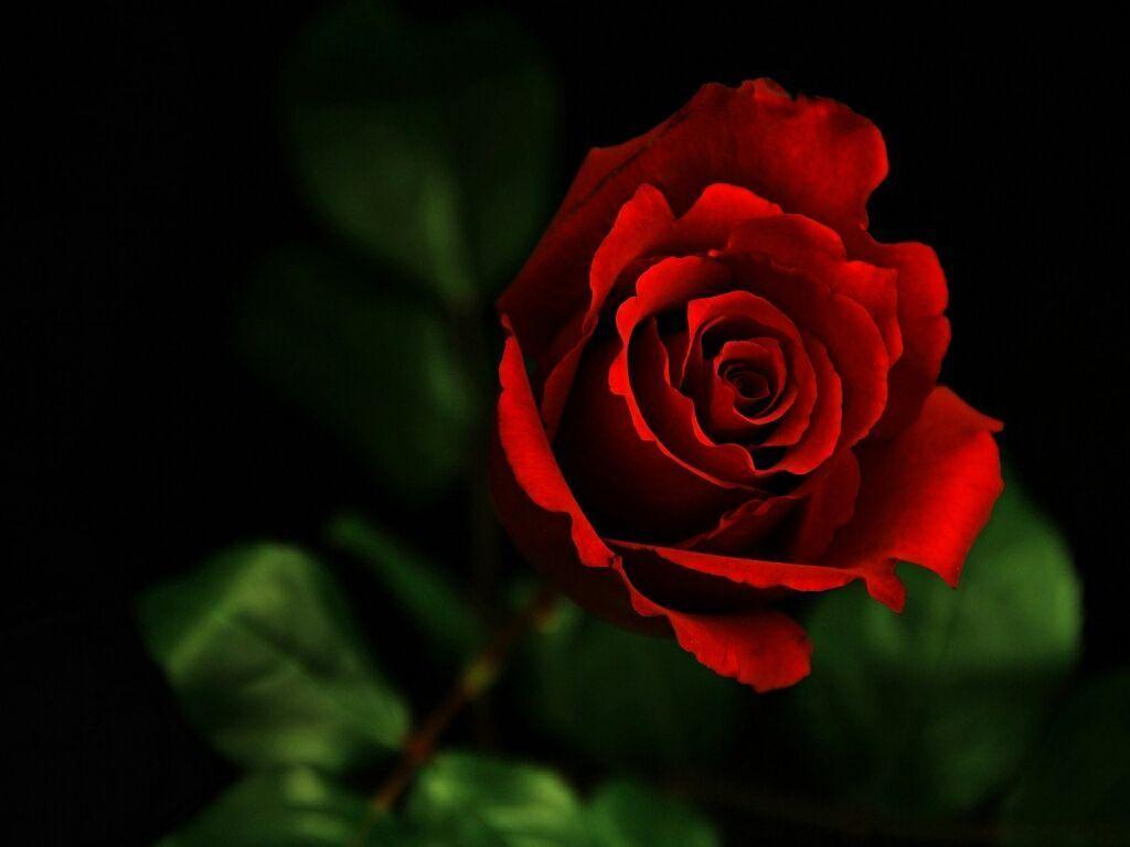 Red Rose HD Wallpaper