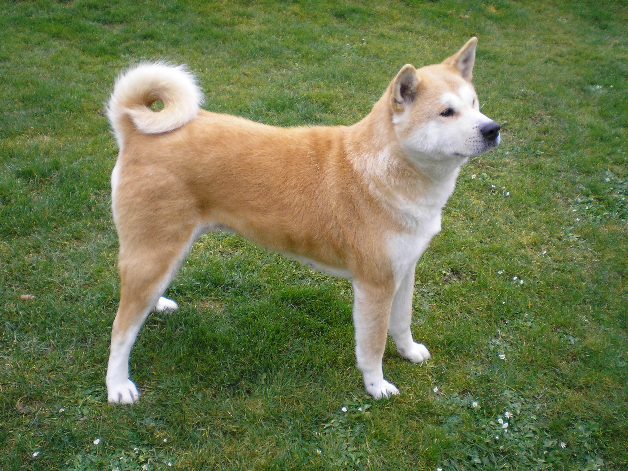 Fawn colors Akita Inu photo and wallpaper. Beautiful Fawn colors