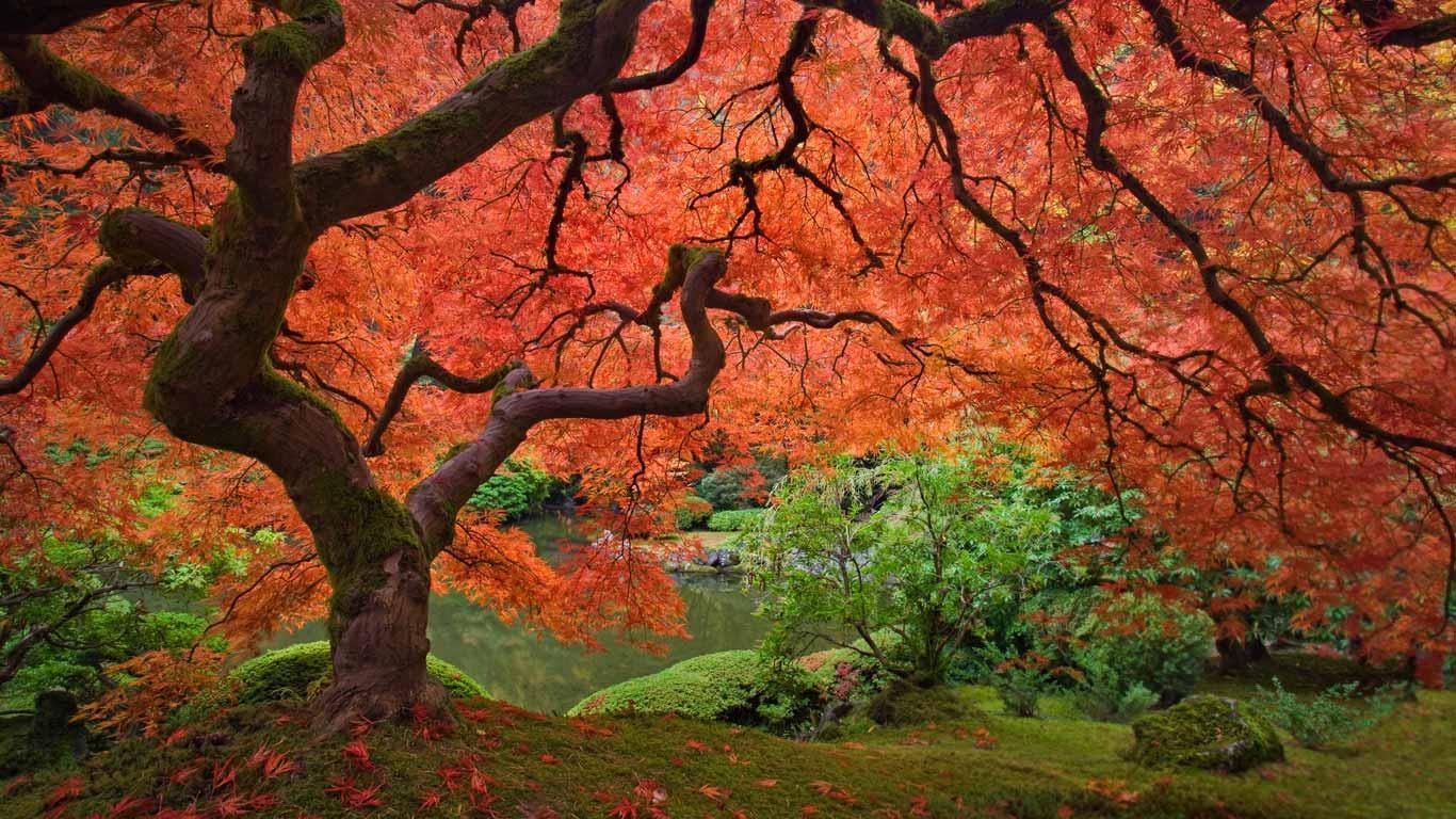 Bing Image Japanese Garden