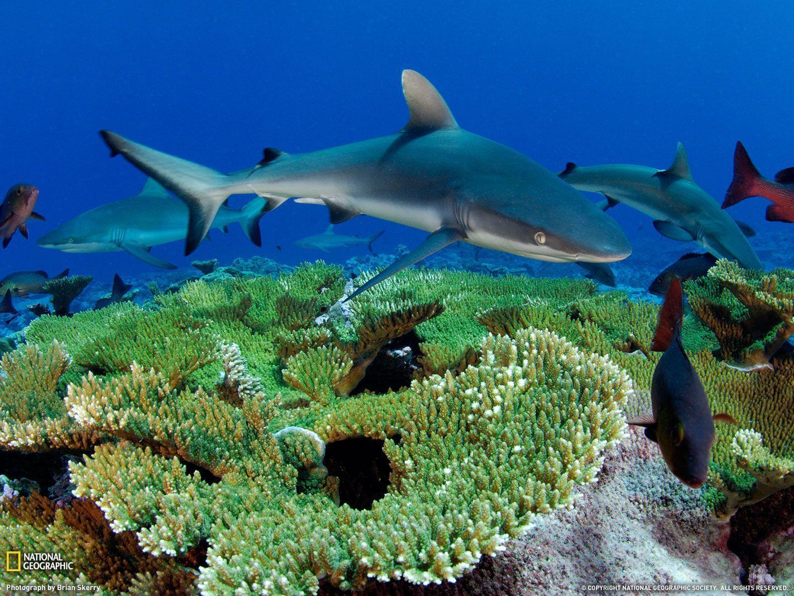 Gray Reef Shark Picture, Kingman Reef Wallpaper