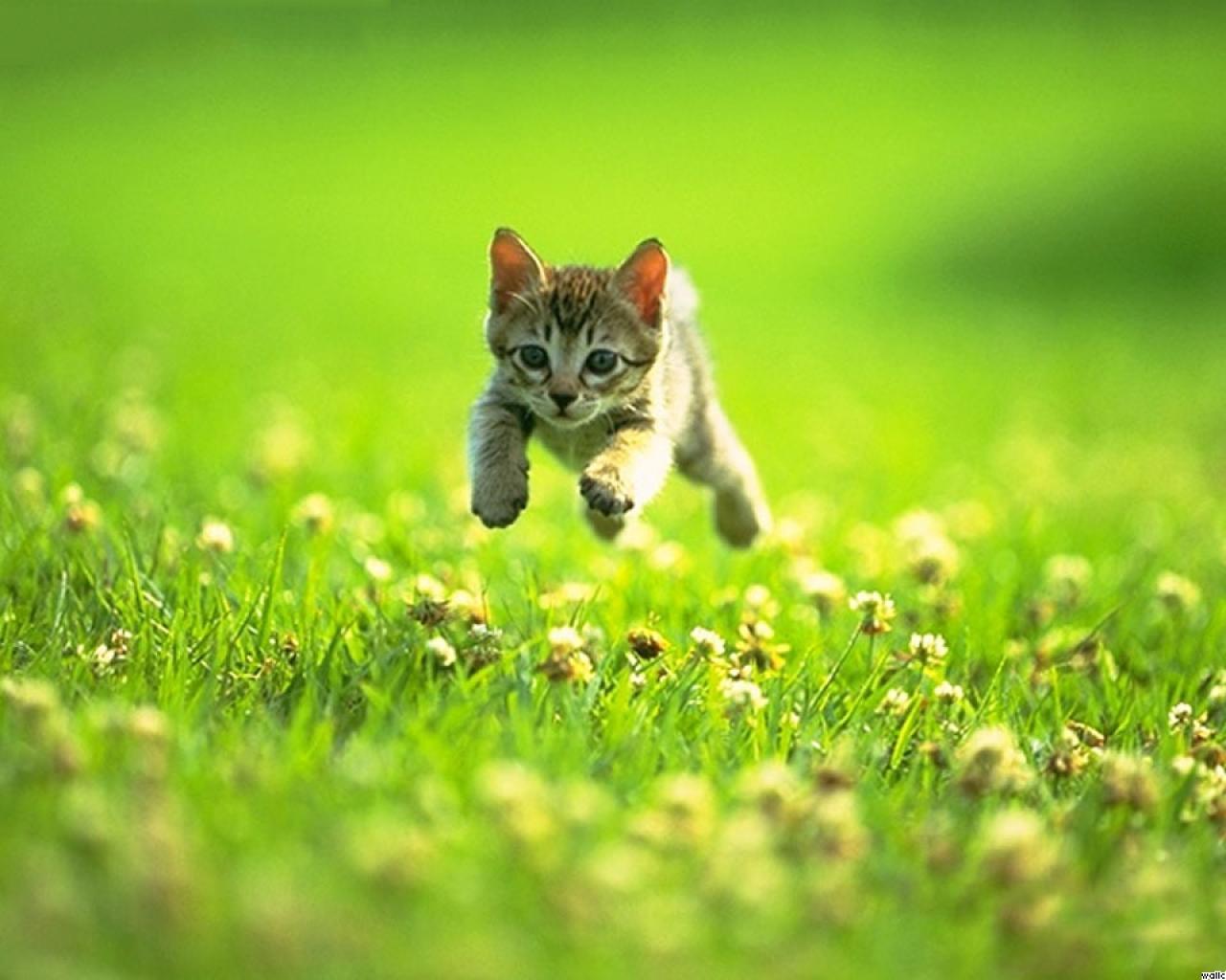 Cat Jumping Running Grass Wallpaper 1280x1024 For Notebook LCD