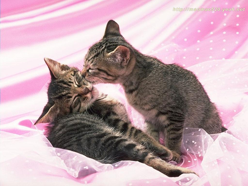 Cute Kitten Wallpaper