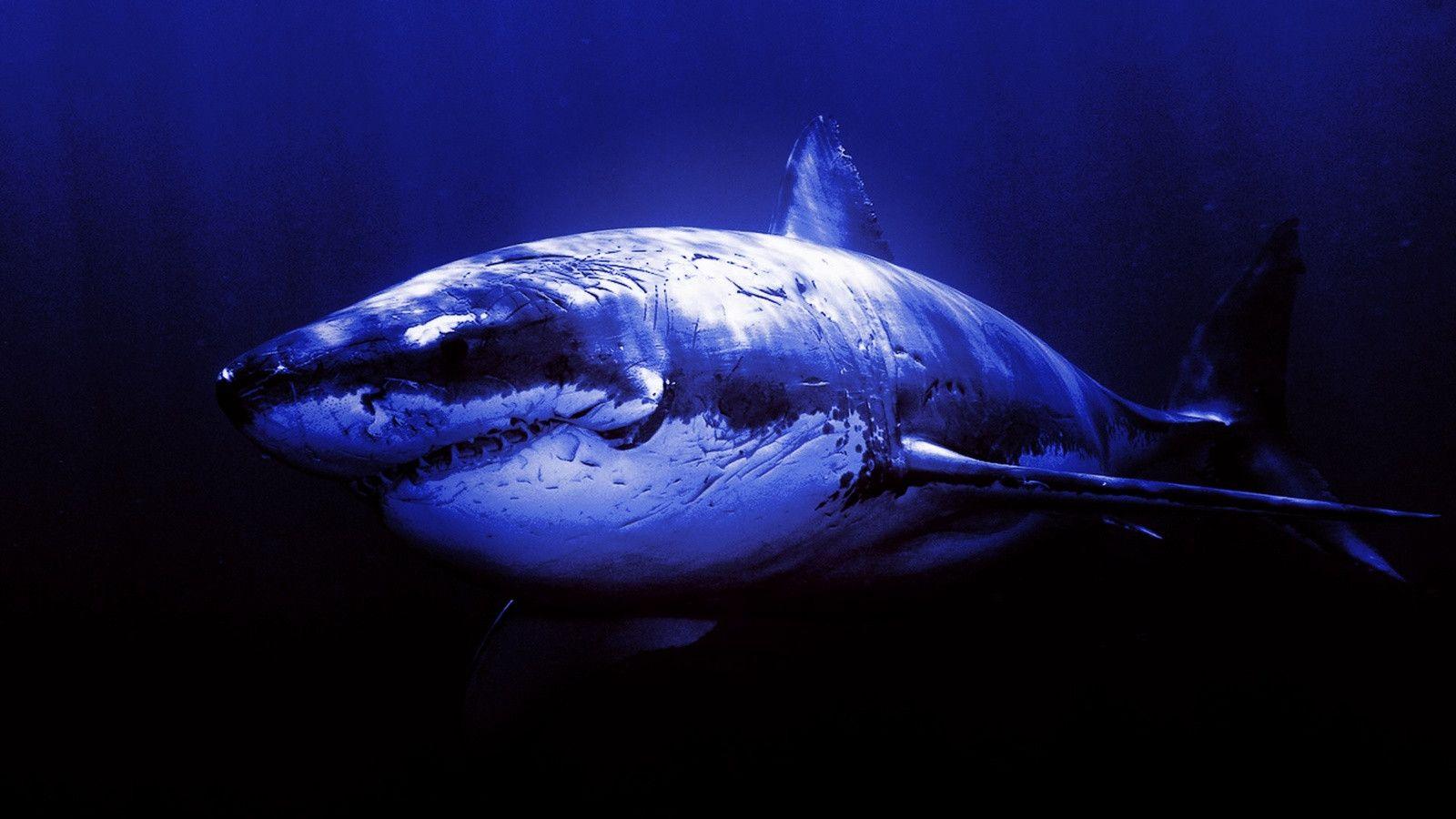 Great White Shark