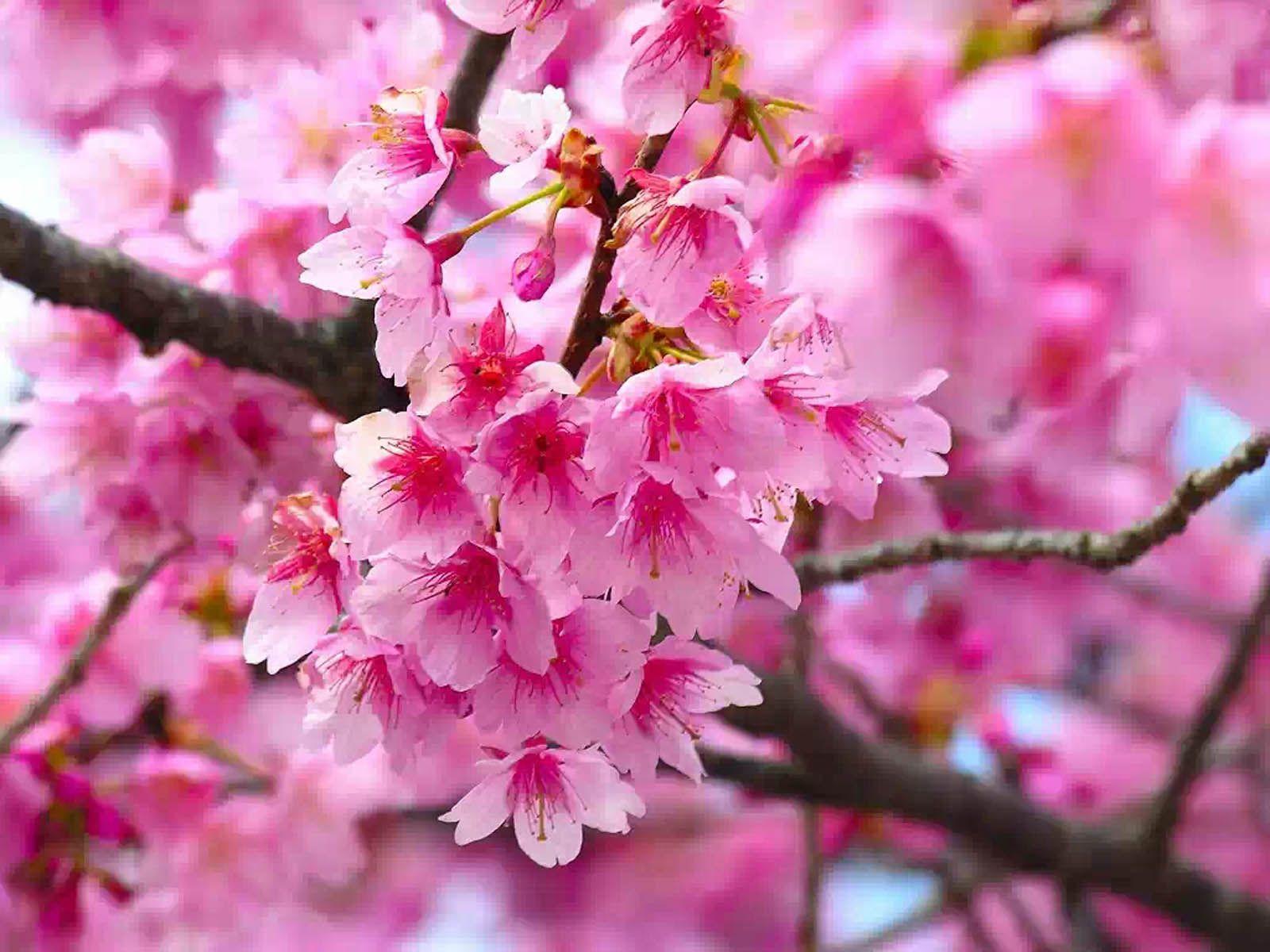 Pink Flowers Wallpaper