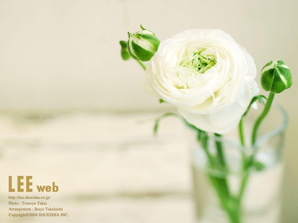 White rose Wallpaper Wallpaper 27545