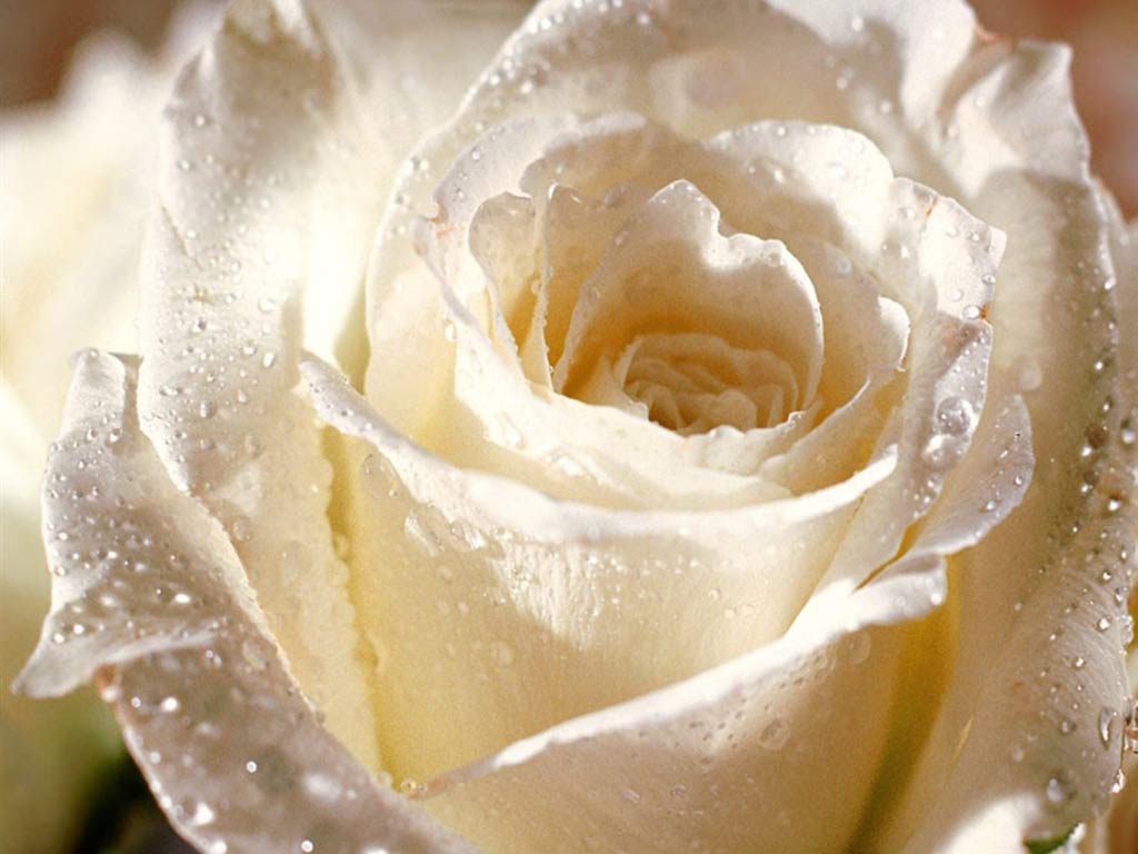 white rose wallpaper. New Year Wallpaper