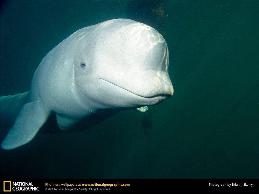 Beluga Whale Picture, Beluga Whale Desktop Wallpaper, Free