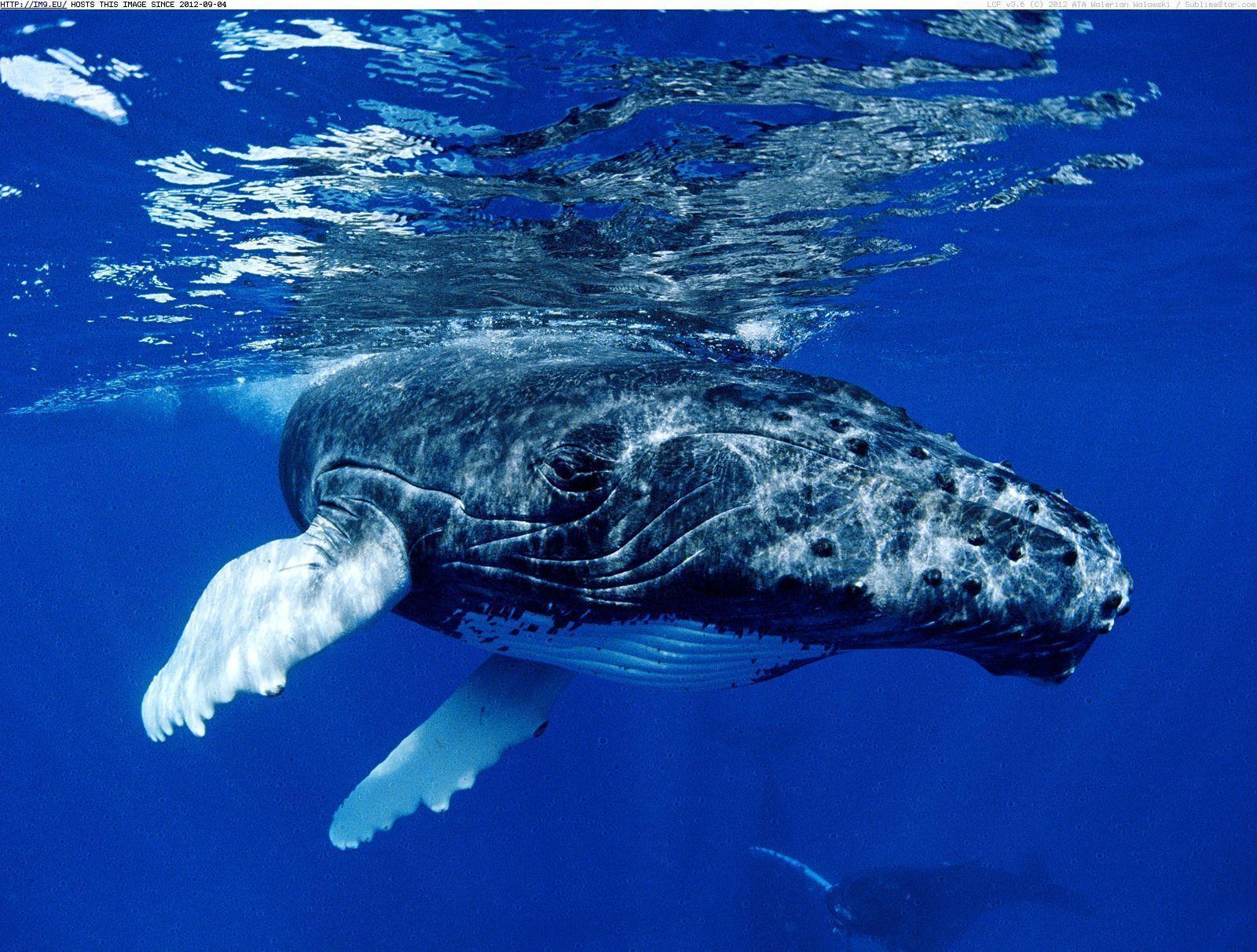 image For > Image Of Humpback Whales