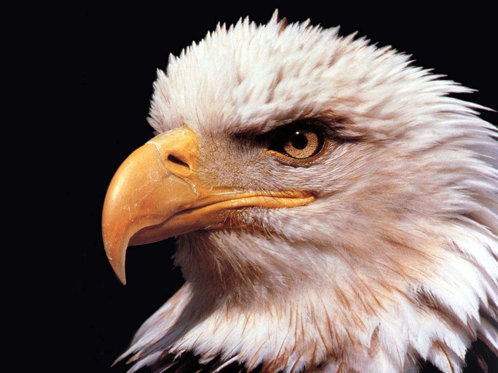 Animal Wallpaper