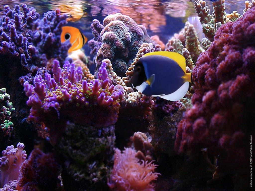 Reef Wallpaper 5992 HD Desktop Background and Widescreen