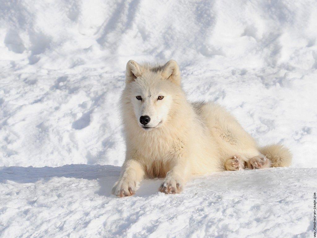 Arctic Wolf New HD Wallpaper Photo Wallpaper. Risewall