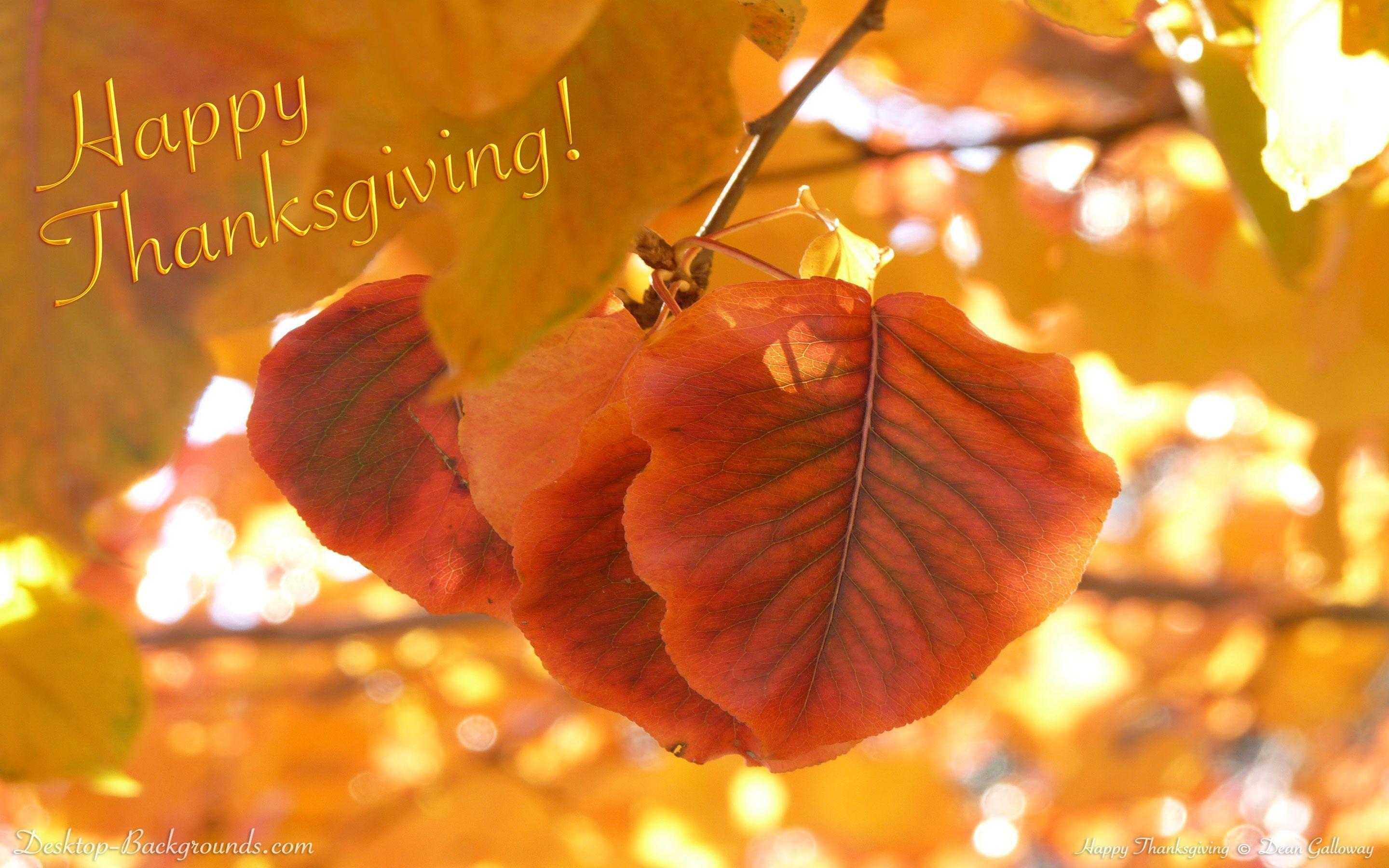 Thanksgiving Wishes Wallpaper HD With Leaf And Nature taken