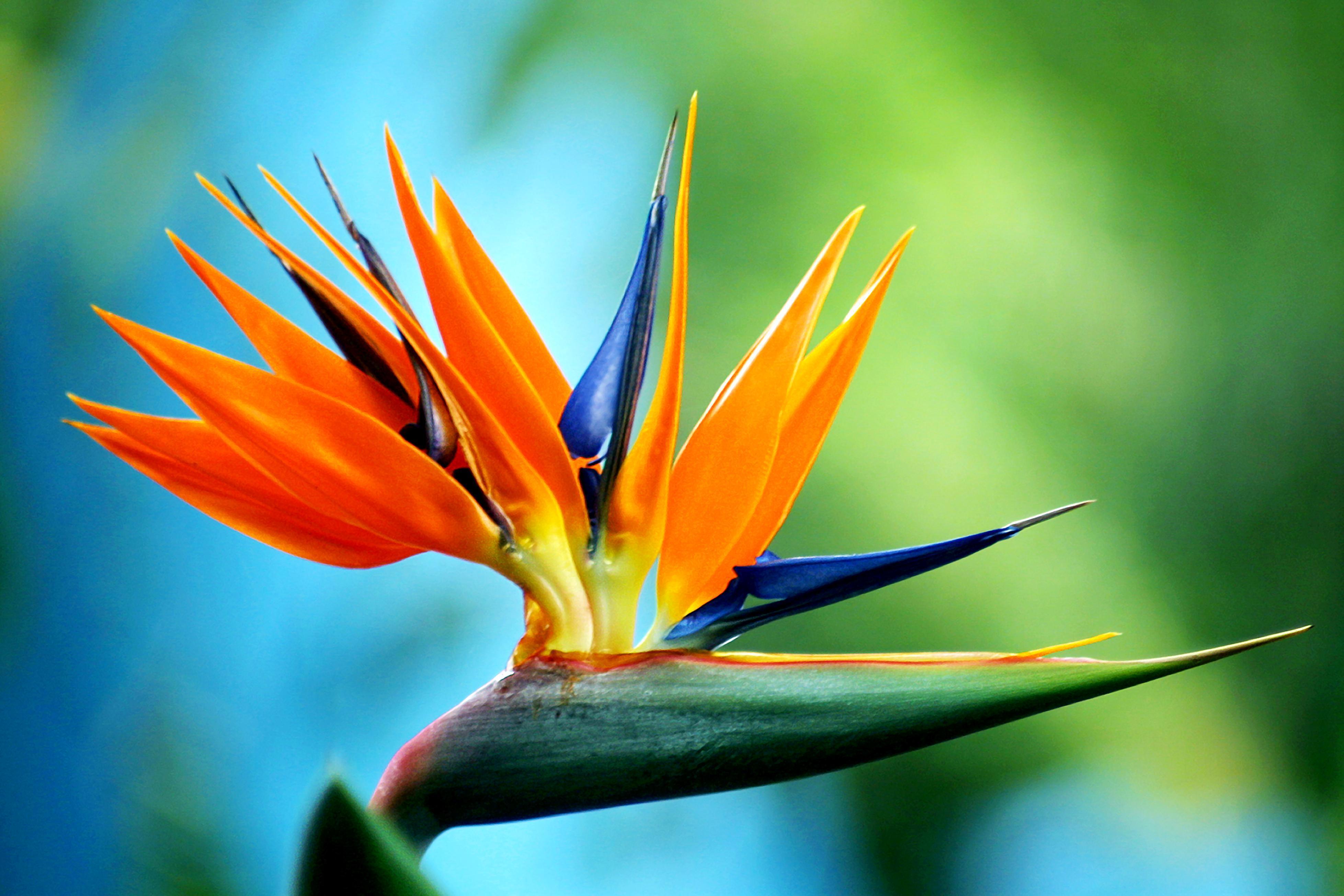 Wallpapers Birds Of Paradise - Wallpaper Cave