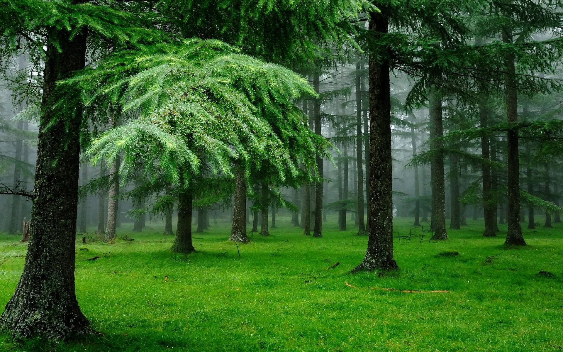forest springtime wallpaper Search Engine