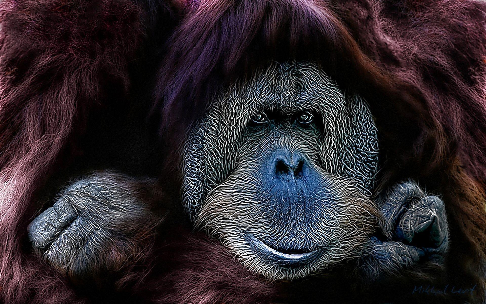Gorilla Wallpaper. Free HD wallpaper