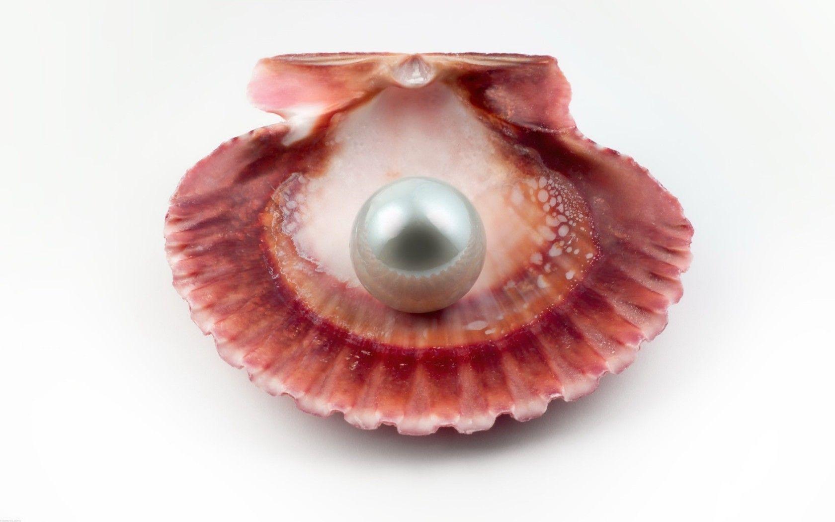 Pearl on Sea Shell widescreen wallpapers