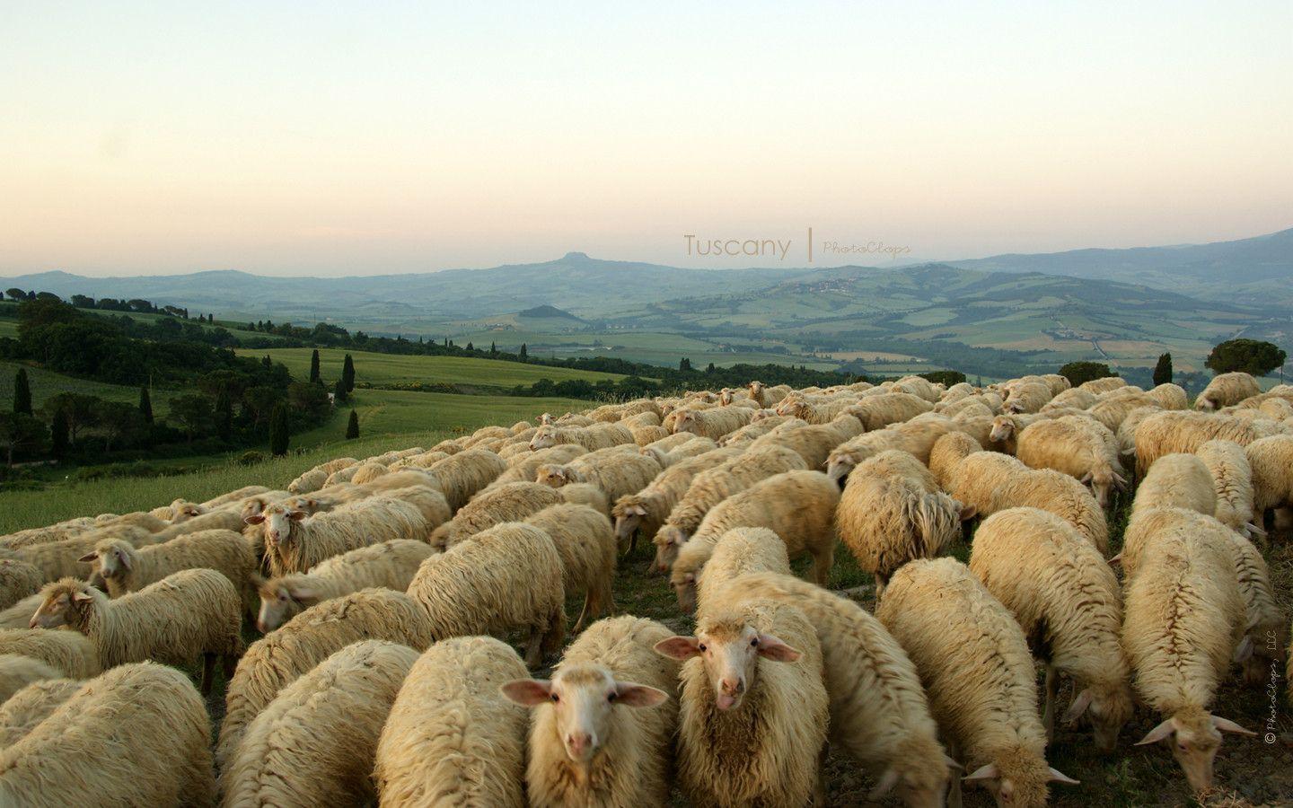 Sheep Flock Desktop Wallpaper PhotoClops On