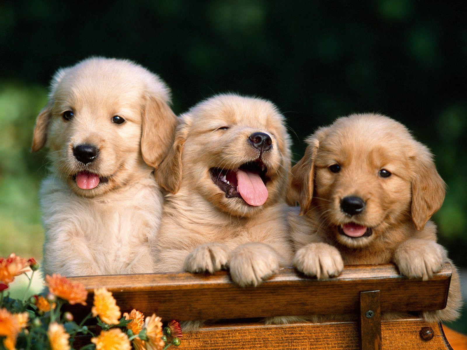 Golden Retriever Puppies Dogs. Photo and Desktop Wallpaper