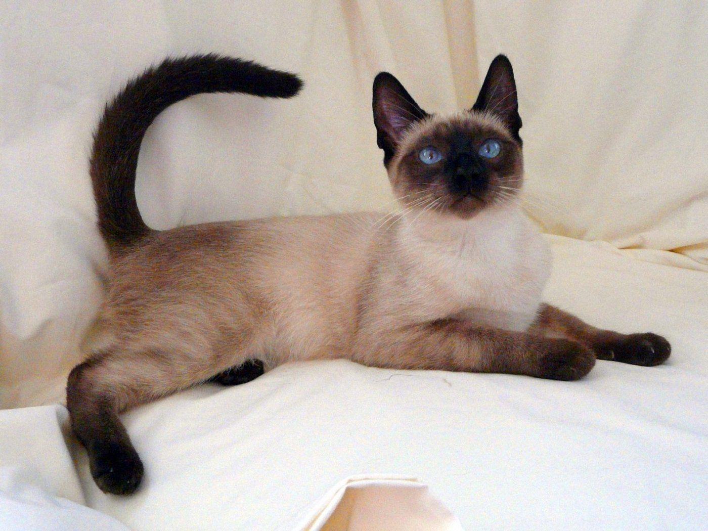 Cute Siamese Kittens Wallpaper HD Beautiful Siamese Cat HD