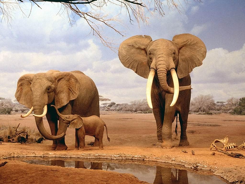 Desktop Wallpaper · Gallery · Animals · Family Indian Elephant