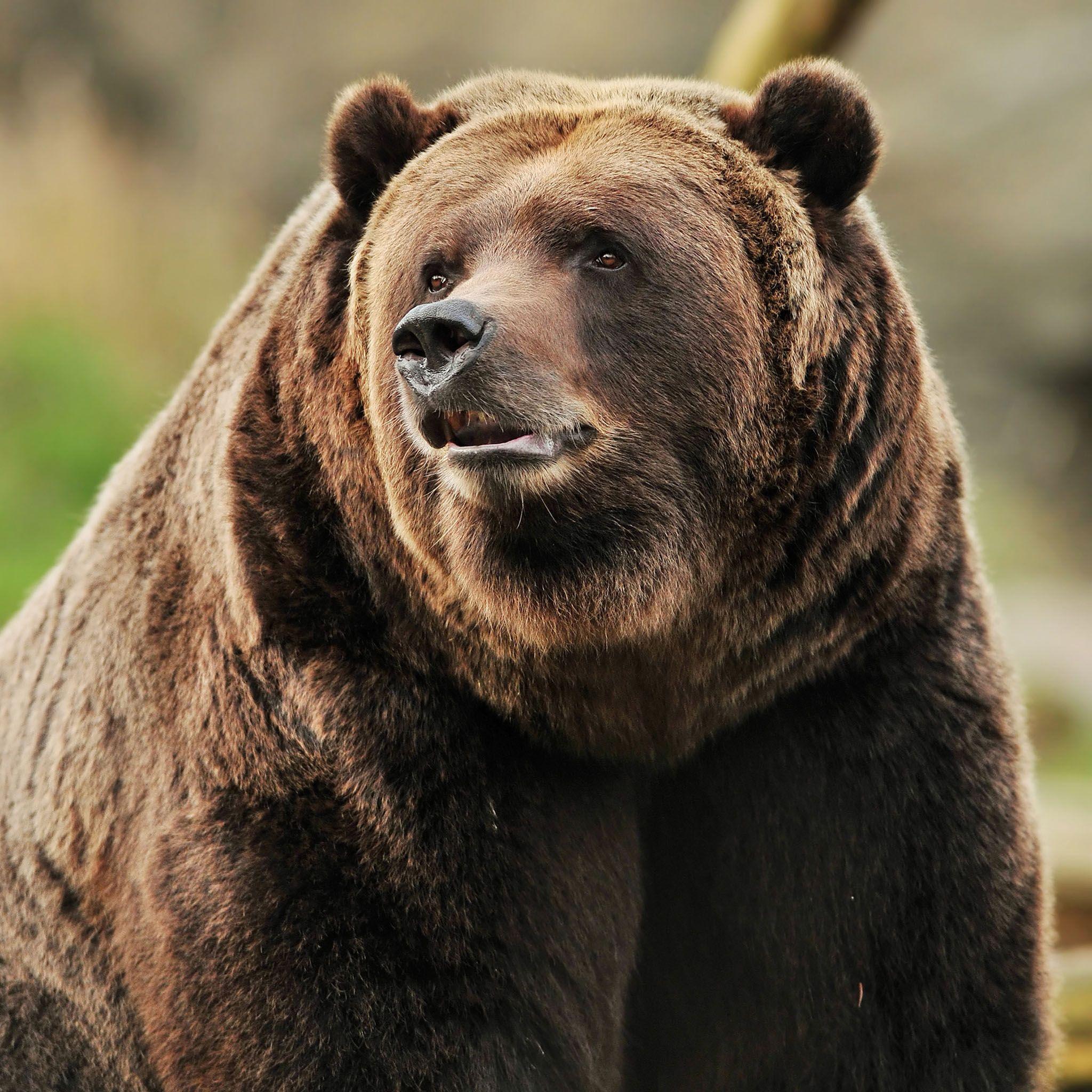 Grizzly Bear Portrait / HD iPad Wallpaper