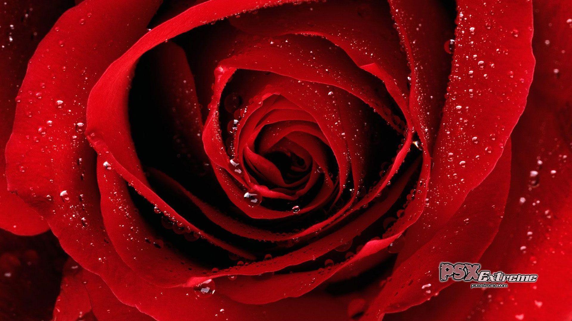 Red Rose Flower Desktop Wallpaper