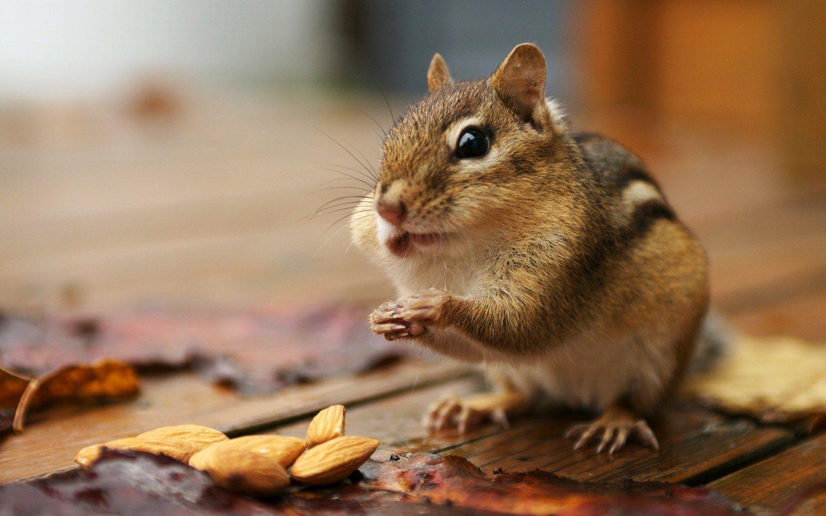 Squirrel Desktop Wallpaper