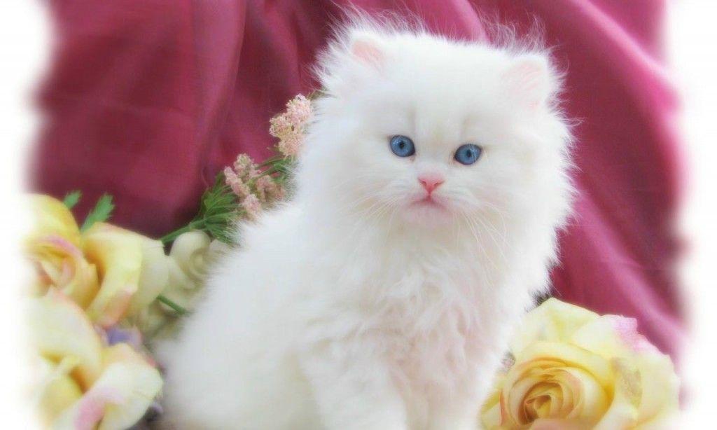 Download 2013 Cure White Nice Cute Cat Easter Wallpaper Cat