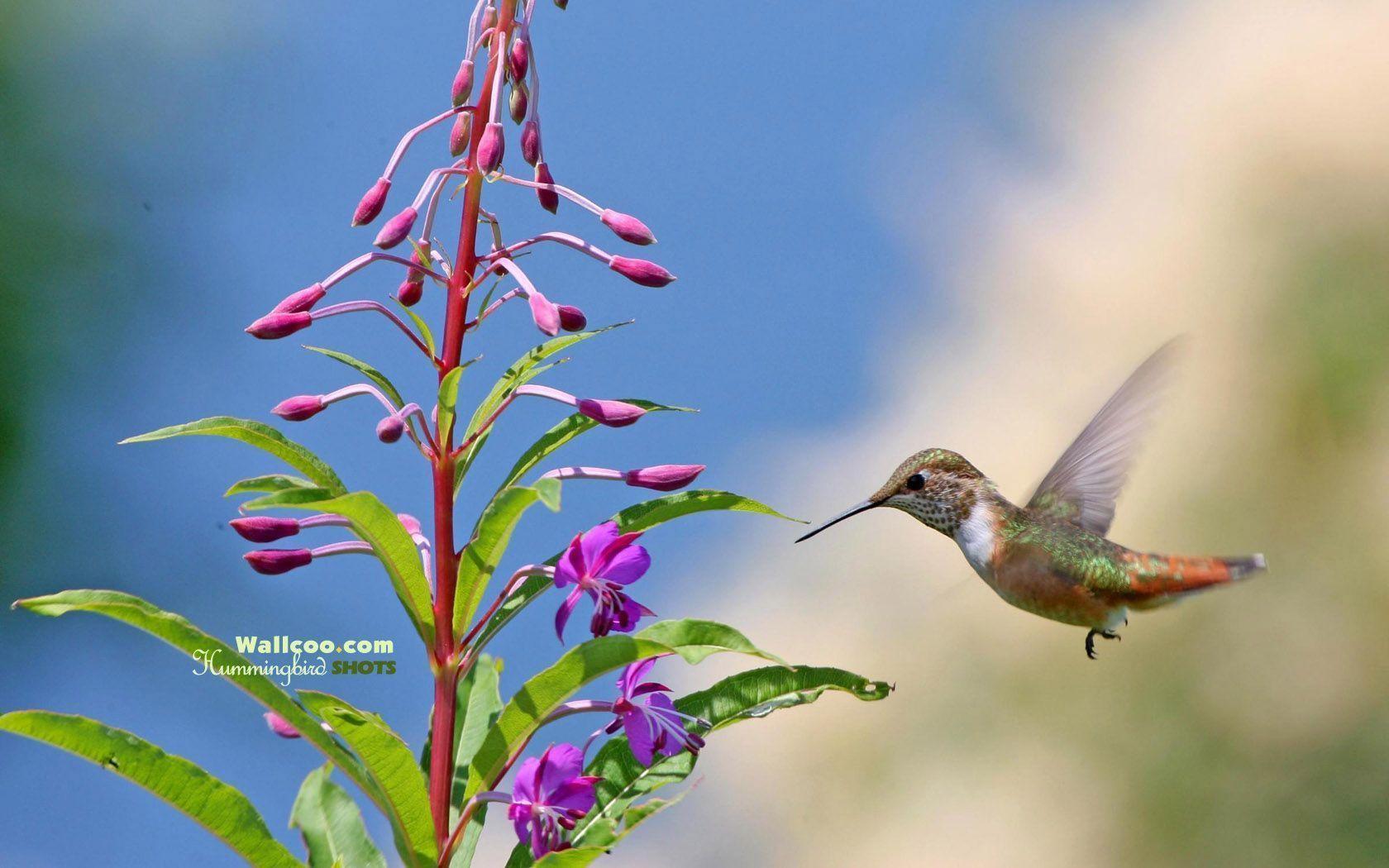 Pix For > Hummingbirds Wallpaper
