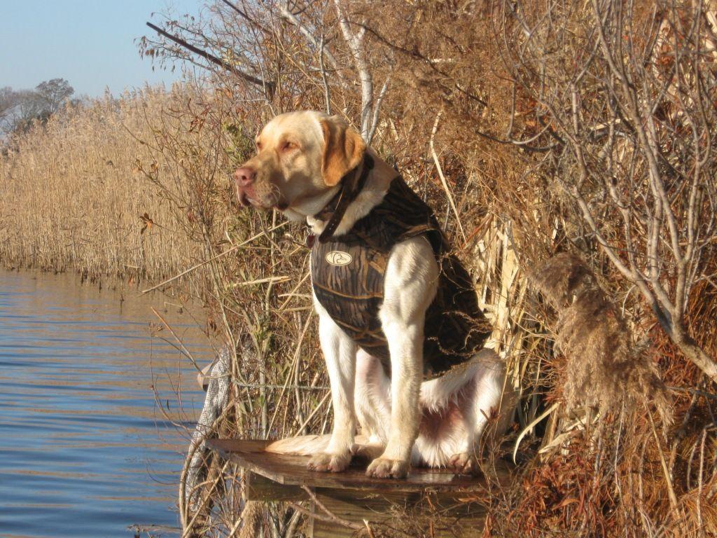 Duck Hunting Wallpaper Dogs Image & Picture
