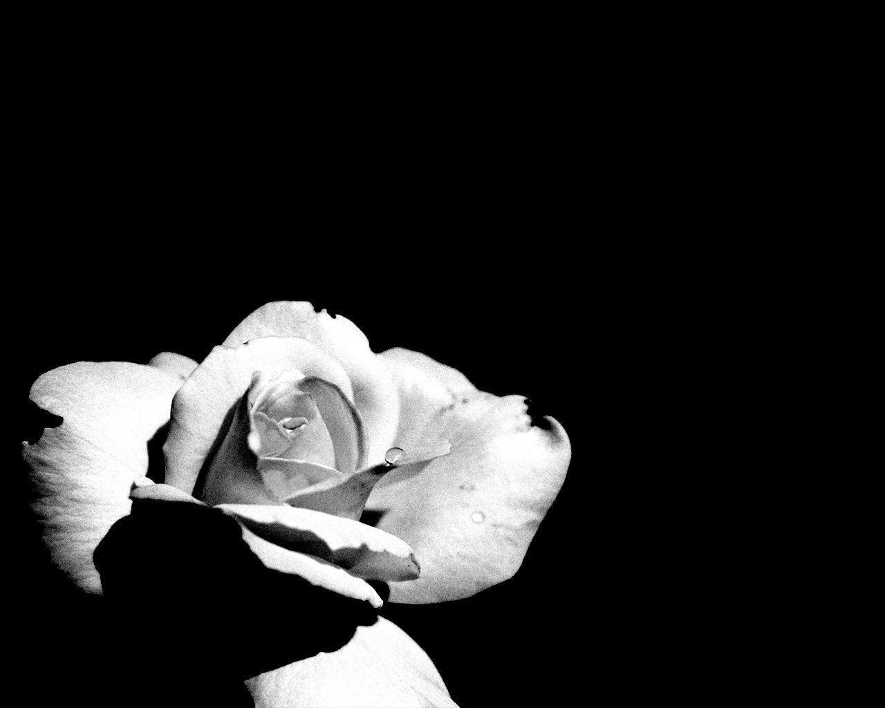 Wallpaper For > White Roses Black Background