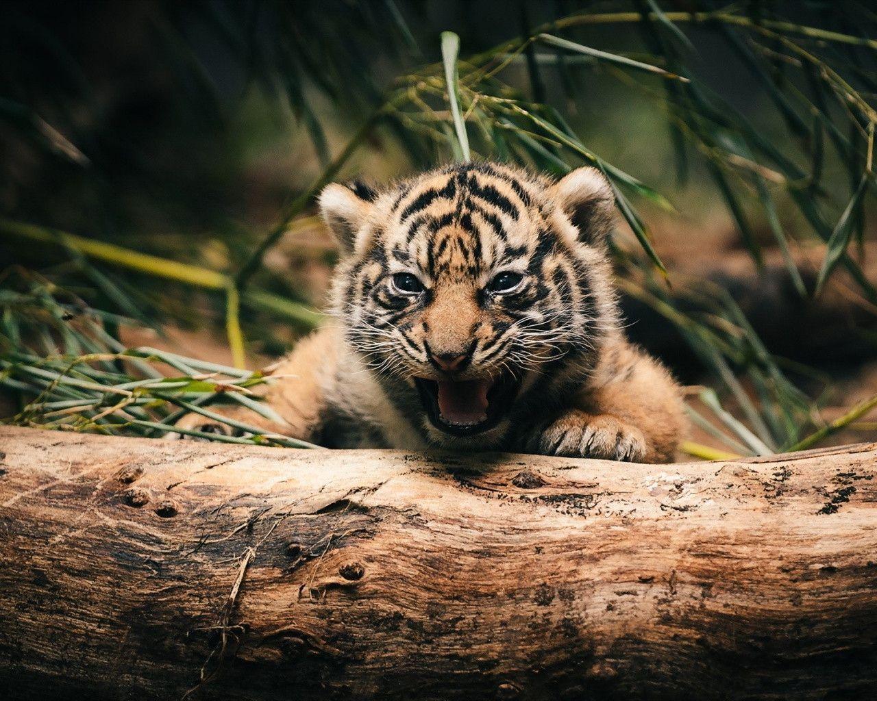 Tiger cub HD Wallpaper