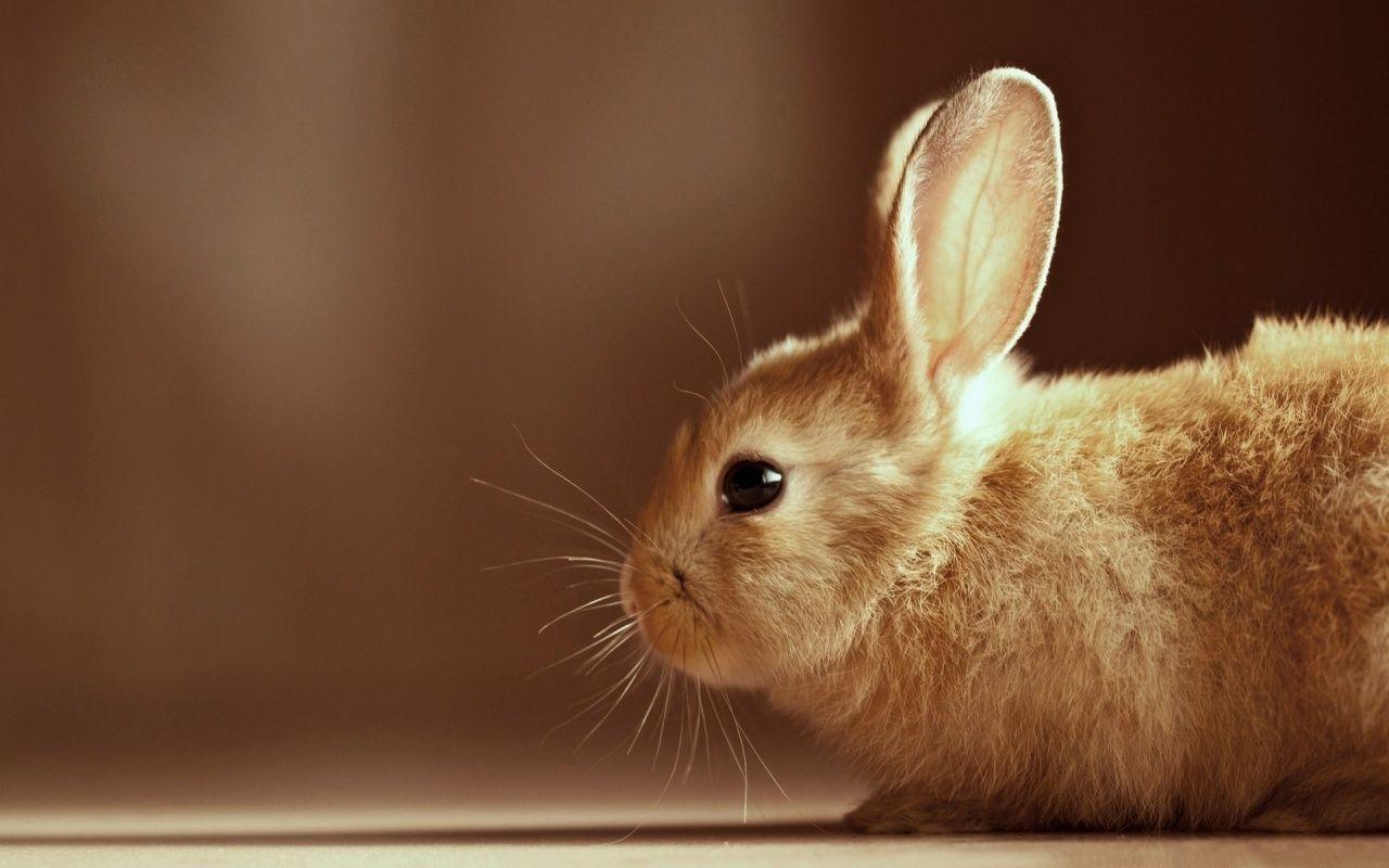 Cute Rabbit Wallpaper For Desktop