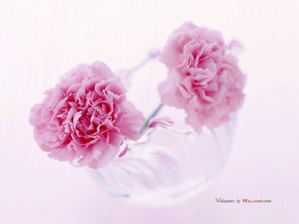 Mother&;s Day Carnation Flowers Flowers fpr Mother&;s