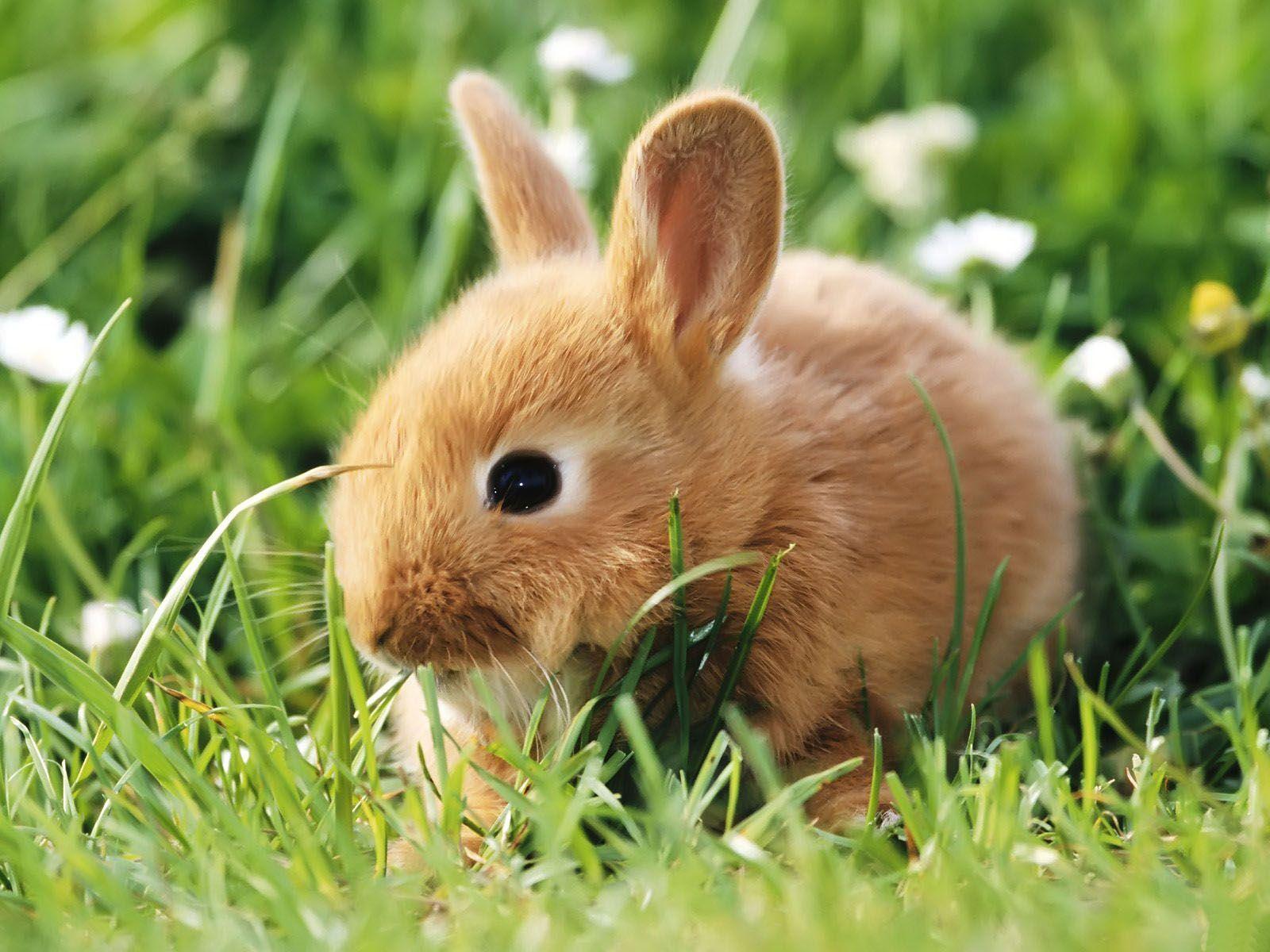 Cute Baby Animal Wallpapers
