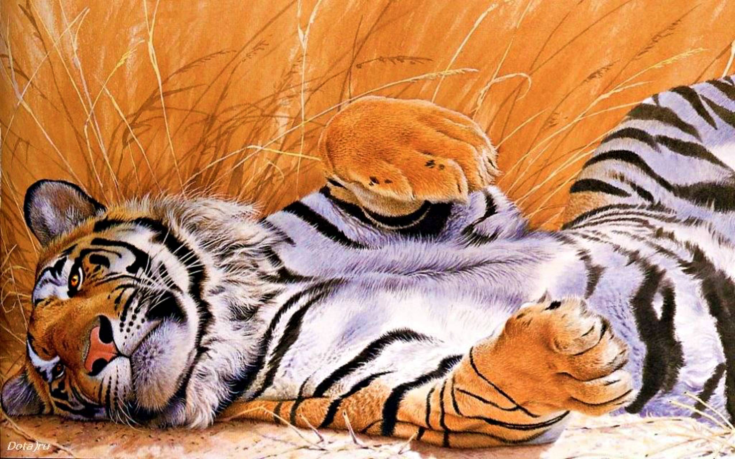 Animal Amur Siberian Tiger Wild Life Excellent Wallpaper Siberian